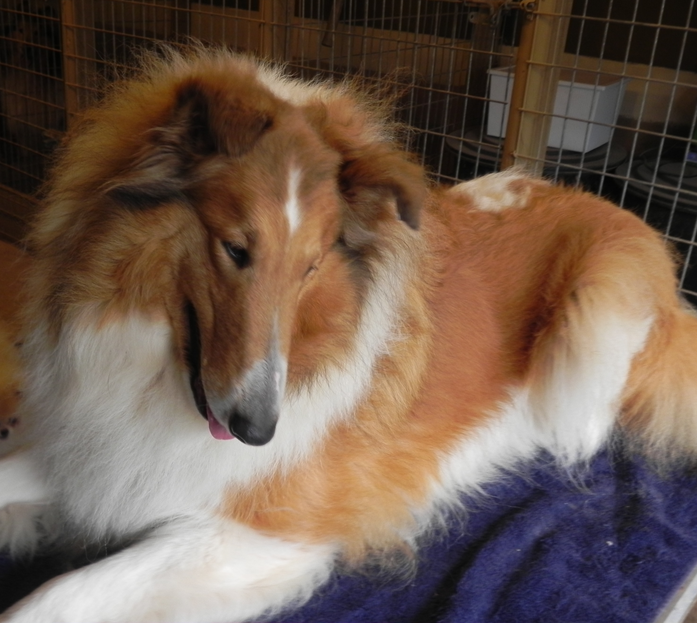 Friends of Classic Kennels